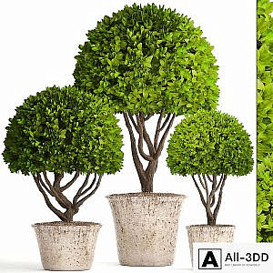 Collection of plants 126. Boxwood topiary, topiary, garden trees, garden plants, pot, outdoor flowerpot, bush, small tree