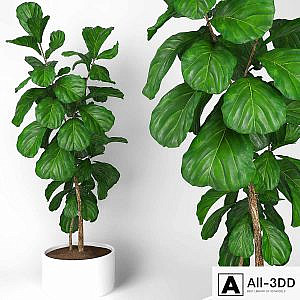 Fiddle leaf fig tree 3