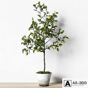 Plant_003
