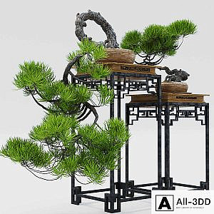Semi bonsai
