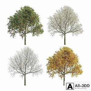 Apple Tree 5 Seasons