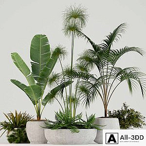 Plants collection 80