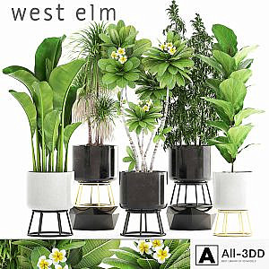 Collection of plants. flower, pot, bush, bamboo, dracaena, banana, ficus lyrata, plumeria, loft, interior, indoor