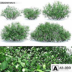 Euonymus