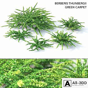 Barbaris Tunberga Green Carpet