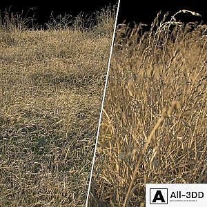 Dry grass