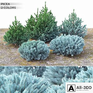 Spruce