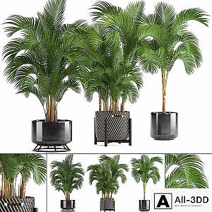 Collection of plants Howea forsteriana 217. Indoor palm, hovea, basket, black flowerpot, bushes, pot