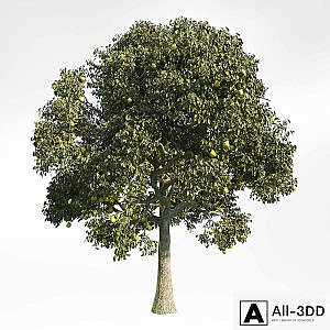 Pear Tree 10