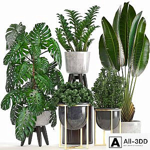 Collection of plants. Monstera, Ravenala, Strelitzia, banana, bush, Zamioculcas, luxury, flowerpot, Strelitzia, street, decorative