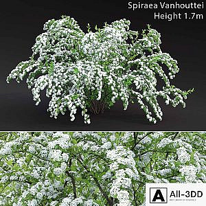 Spiraea Vanhouttei