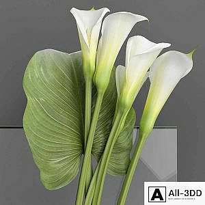 Callas 2
