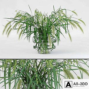 Northern Sea Oats and Pennisetum Green