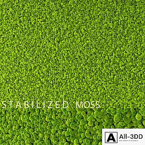 Stabilized Moss
