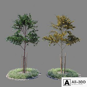 Young tree 02
