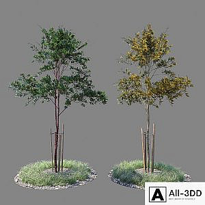 Young tree 03
