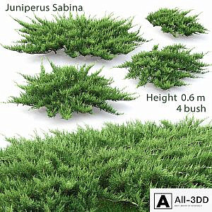 Juniperus