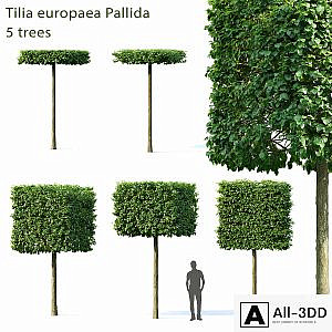 Tilia Europea