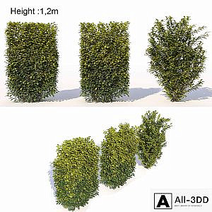 Laurus nobilis 02