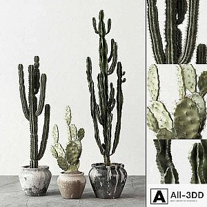 Set of Cactuses