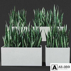 Sansevieria 3