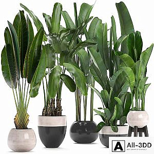 Plant collection 238. A set of palm trees, banana, strelitzia, ravenala, indoor plants, flowerpot, pot, bushes, exotic, stylish, luxury decor, eco design