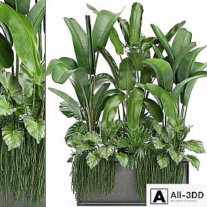 Plant collection 243. Thickets, bushes, tropical, banana, strelitzia, alocasia, rapis, Rhipsalis, flowerpot, strelitzia, jungle, bushes