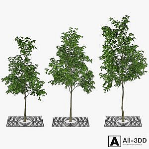 Street Tree 01