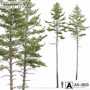 Pinus sylvestris # 10 (22-23m)