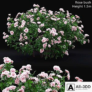 Rose bush # 4