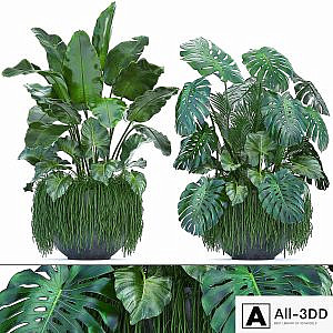 Plant collection 253. Thickets, monstera, banana, strelitzia, succulents, flowerpot, indoor plants