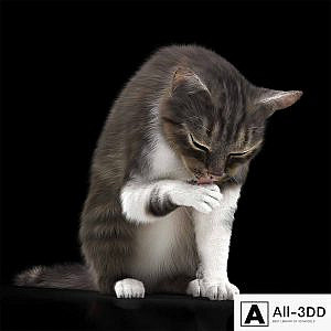 CAT 5