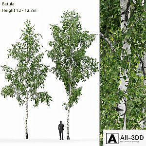 Birch