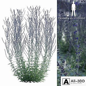 Perovsky wormwood | Perovskia abrotanoides
