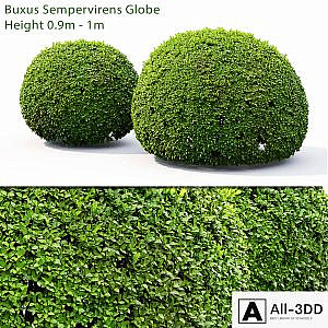 Buxus