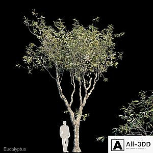 Eucalyptus trees