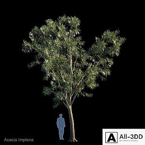 Acacia Implexa