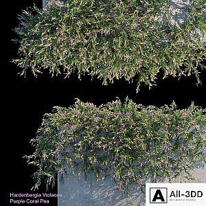Purple Coral Pea Creeper
