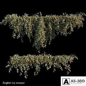 English Ivy creeper