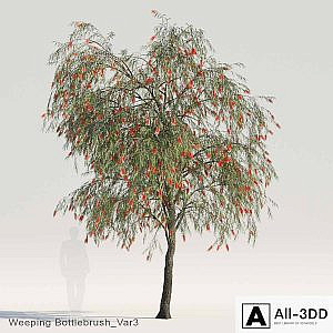 Weeping Bottlebrush Var3