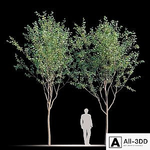Street tree v2