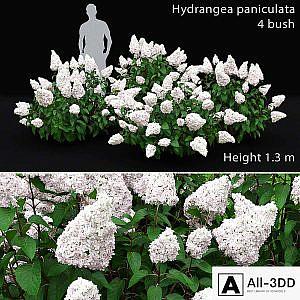 Hydrangea Paniculata