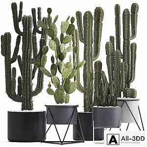 Plant collection 282. Cactus set. Prickly pear, Cereus, carnegia, cactus, Prickly pear, desert plants, interior, exotic