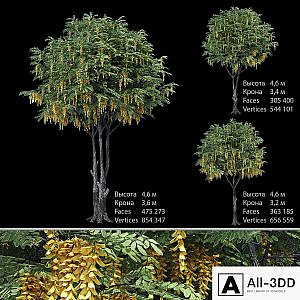 Caragana (yellow acacia)