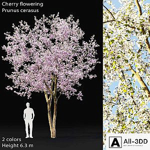 Prunus cerasus | Cherry flowering # 2