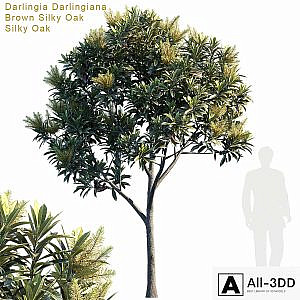 Darlingia Darlingiana | Brown Silky Oak
