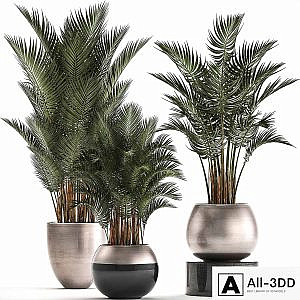 Plant collection 296. Home palm tree, howea, kentia, flowerpot, pot, luxury decor, interior, stylish, Howea forsteriana