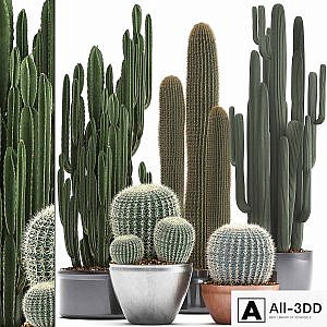 Collection of plants 300. Cactus set. Echinocactus, round cactus, cereus, Barrel cactus, indoor cactus, desert plants