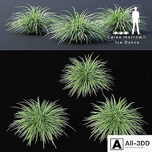 Sedge morrova | Carex morrowii Ice Dance ornamental grass