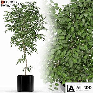 Plants collection 152